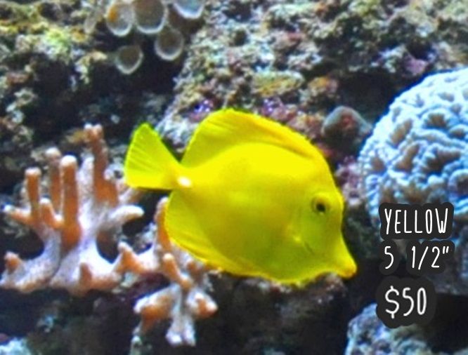 yellowtang.jpg