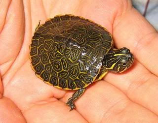 baby_river_cooter-1456.jpg