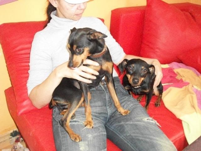 pinscher2.jpg