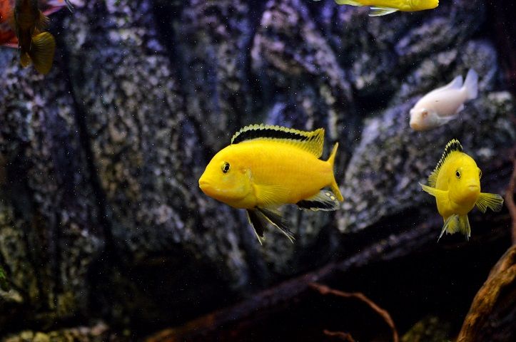 DSC_0044_zpsa8aa768f.jpg