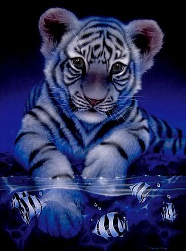 white baby tiger in blue photo: Baby white tiger 1235_white-baby-tigergif.jpg