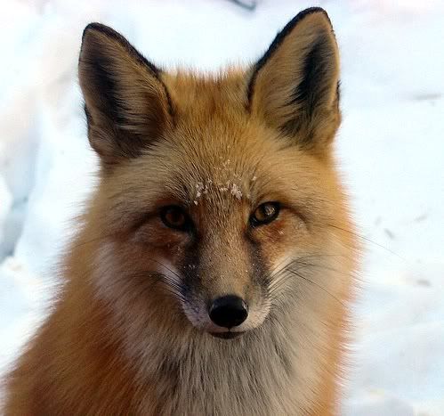 Fox Face Pictures, Images and Photos