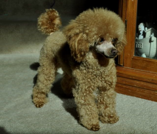Fluffy ears to short ears, Atticus' new groom Poodle Forum Standard