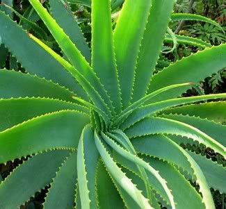 Aloe vera. natural homemade acne treatment