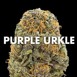 photo marijuana_strain_purple_urkle_zpsbxlhwjqz.jpg