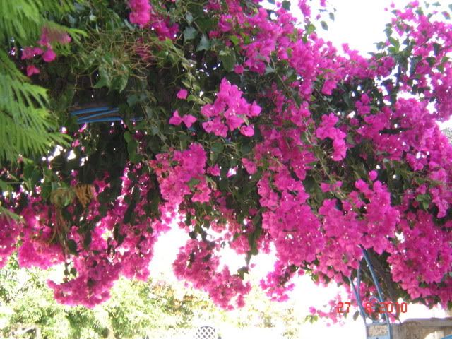 DSC05179.jpg